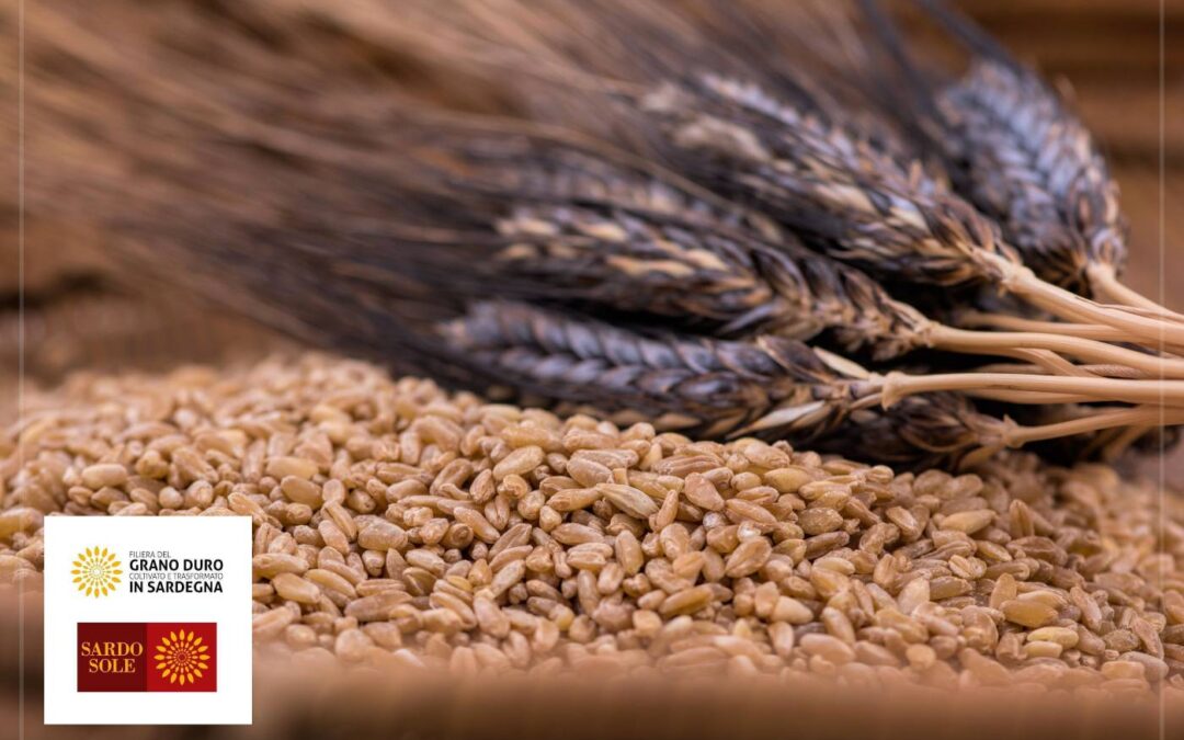 SARDO SOLE la Filiera del Grano duro, coltivato e trasformato in Sardegna